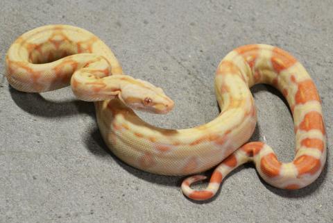 Baby Sunglow Boas