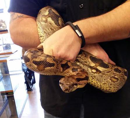Large Dumeril's Boas