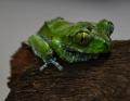 Peacock Tree Frogs