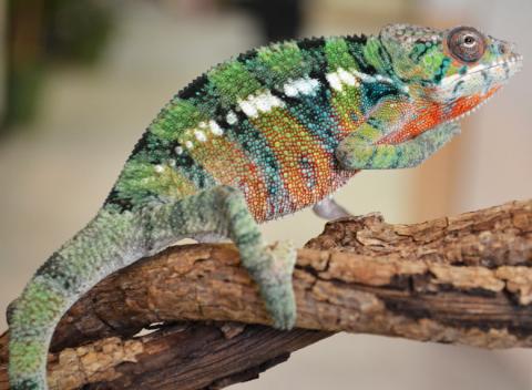 Medium Blue Bar Ambilobe Panther Chameleons