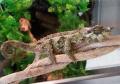 Werners Chameleons