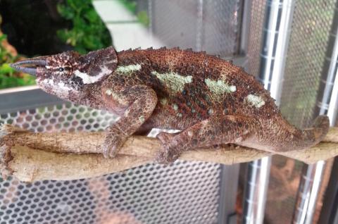 Werners Chameleons