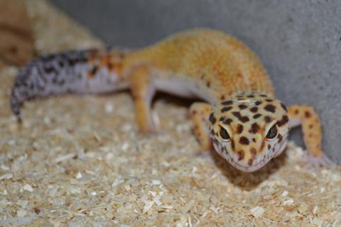 Adult Tangerine Leopard Geckos