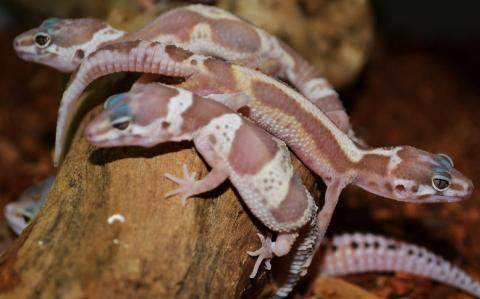 Baby Albino Mack Snow Leopard Geckos