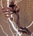 Baby Halloween Amazon Tree Boas