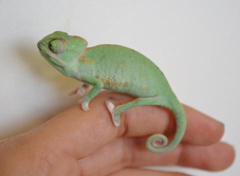 Baby Low White Translucent Veiled Chameleons