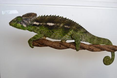 Verrucosus Chameleons