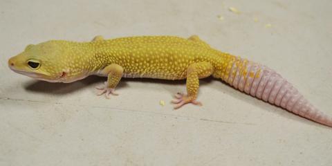 Adult Leucistic Leopard Geckos