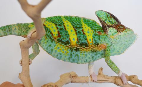 Adult Low White Translucent Veiled Chameleons