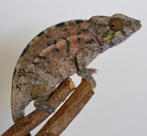 Sub Adult Ambilobe Panther Chameleons