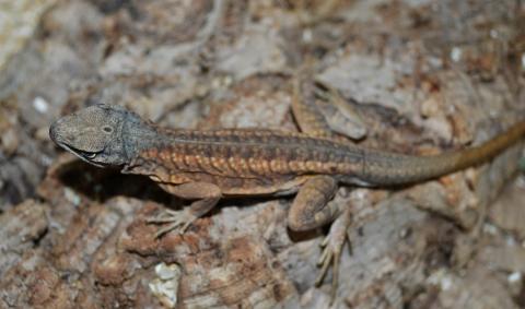Madagascar Three Eyed Iguanas