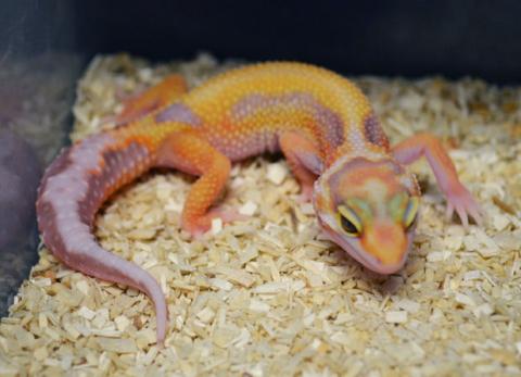 Baby Jungle Albino Leopard Geckos