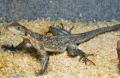 Spiderman Agamas