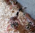 Russian Frog Eyed Geckos