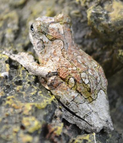 Bird Poop Frogs