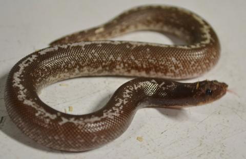 Baby Black & White Striped Kenyan Sand Boas