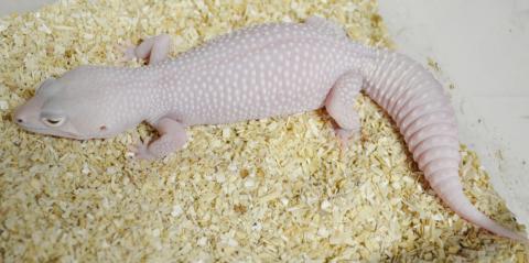 Adult Diablo Blanco Leopard Geckos