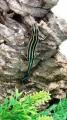 Neon Blue Gliding Lizards