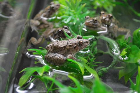 Gunthers Amoy Frogs