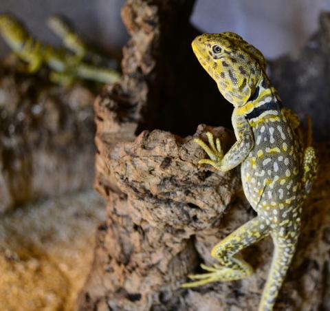 Eastern Collard Lizards