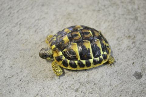 Baby Western Hermanns Tortoises