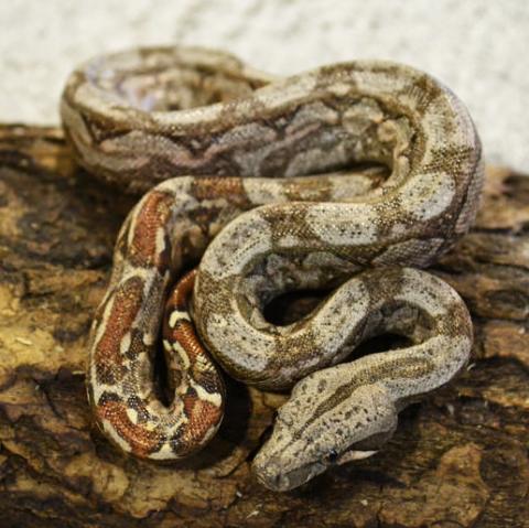 Baby Hypo Sonoran Desert Boas