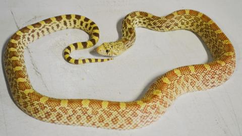 Small Hypo Bullsnakes
