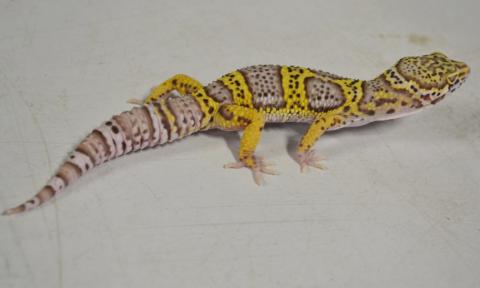 Medium Bell Albino Leopard Geckos