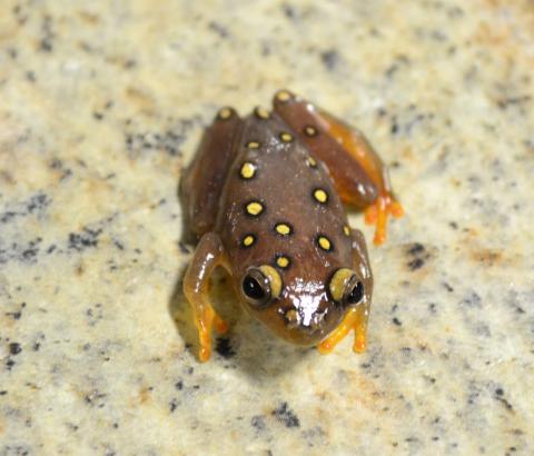 African Reed Frogs