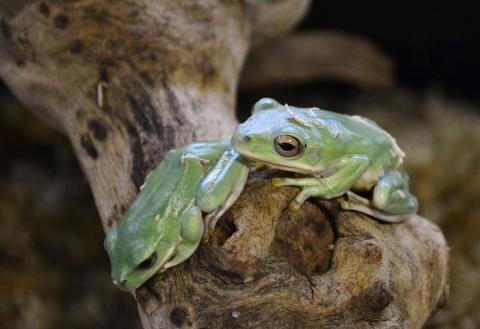 Vietnamese Gliding Tree Frogs