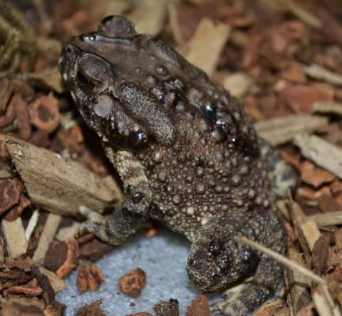 Asian Toads