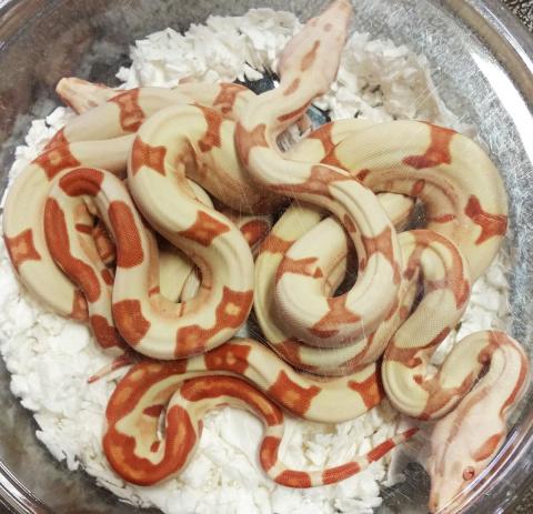 Baby Junglow Boas