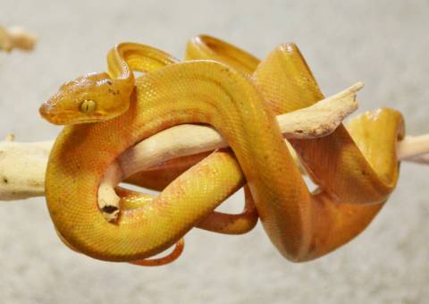 Sub Adult Colored Amazon Tree Boas