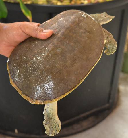 Spiny Soft Shell Turtles