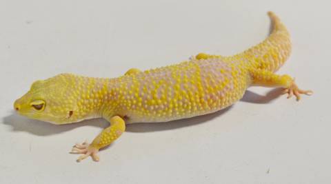 Adult Tremper Albino Leopard Geckos