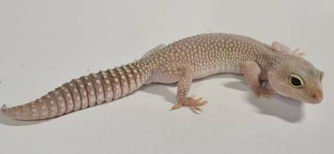 Adult Mack Snow Blizzard Leopard Geckos