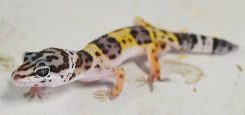 Baby High Yellow Leopard Geckos w/stub tails
