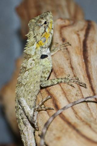 Blue Crested Lizards
