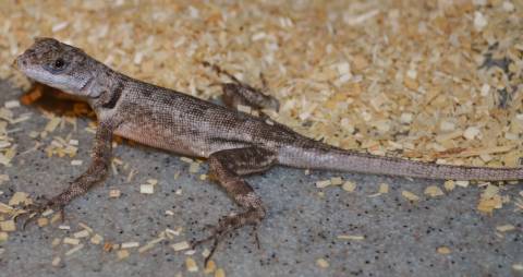 Guyana Collard Lizards