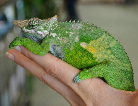Fischers Chameleons