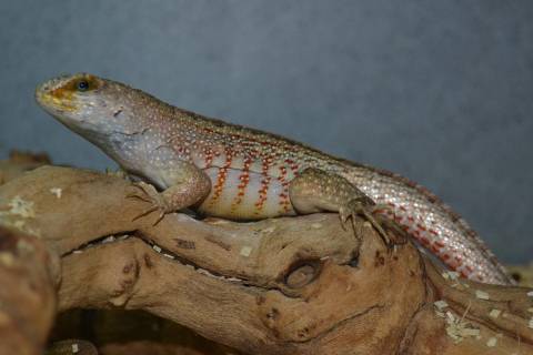 Ornate Curly Tail Lizards