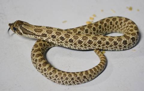Baby Axanthic Western Hognose Snakes
