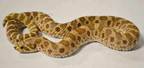 Large Western Hognose Snakes