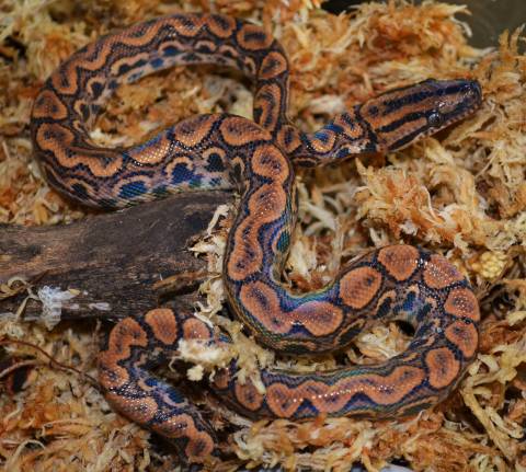 Baby Brazilian Rainbow Boas