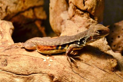 Butterfly Agamas