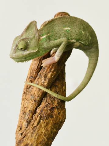 Small Piebald Veiled Chameleons