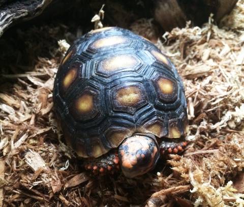 Small Cherryhead Red Foot Tortoises