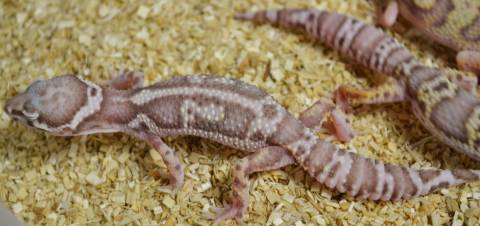 Small Jungle Bell Albino Leopard Geckos