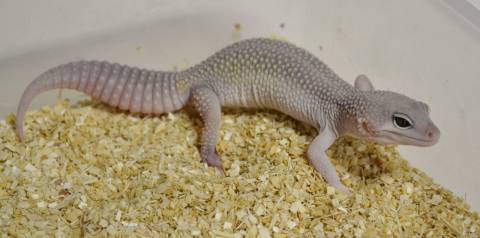 Sub Adult Blizzard Leopard Geckos