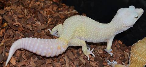 Adult Rainwater Patternless Albino Leopard Geckos